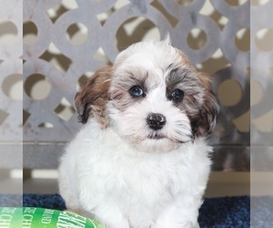 ShihPoo Puppy for sale in MOUNT VERNON, OH, USA