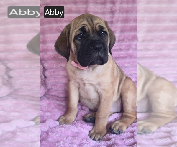 Medium Photo #8 Cane Corso Puppy For Sale in MINERAL WELLS, WV, USA
