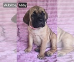 Small #7 Cane Corso