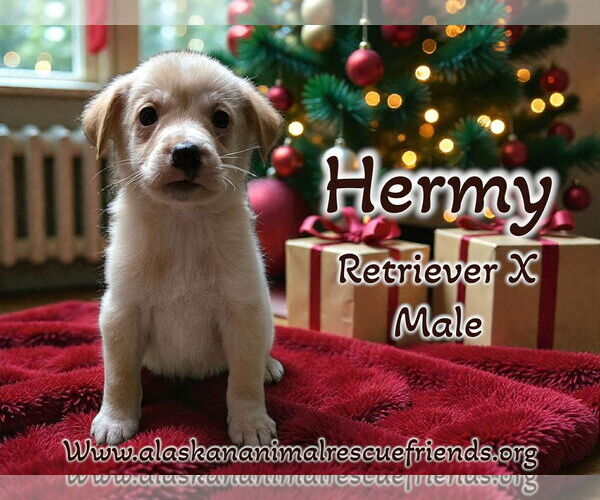 Medium Photo #2 Retriever -Unknown Mix Puppy For Sale in Anchorage, AK, USA