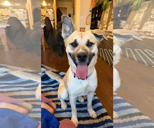 Medium Photo #4 Mutt Puppy For Sale in Gibbstown, NJ, USA