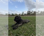 Small Photo #3 Cane Corso-Mastiff Mix Puppy For Sale in NEW CANEY, TX, USA