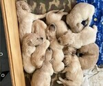 Small Photo #2 Golden Retriever Puppy For Sale in HASLET, TX, USA