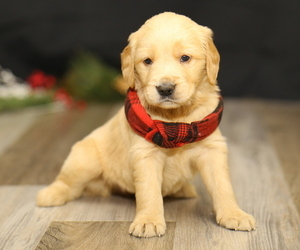 Medium Golden Retriever
