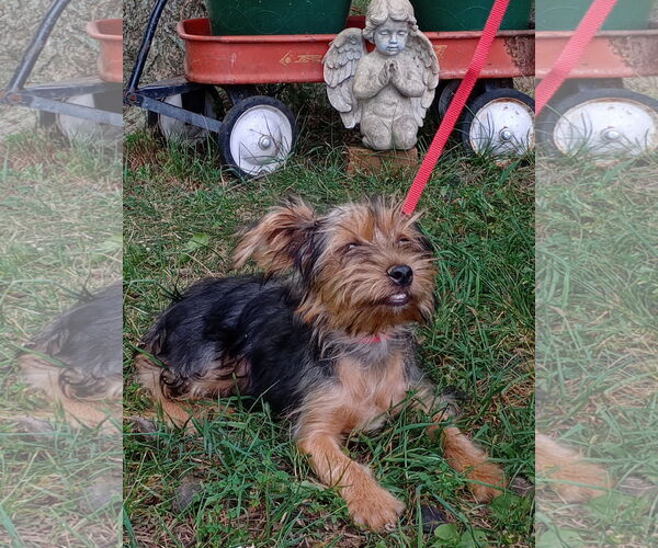Medium Photo #2 Mutt Puppy For Sale in HOPKINSVILLE/PRINCETON, KY, NH, USA