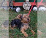 Small #1 Mutt