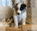 Small #4 Shetland Sheepdog