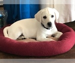 Small Photo #3 Labrador Retriever Puppy For Sale in ELLENDALE, NC, USA