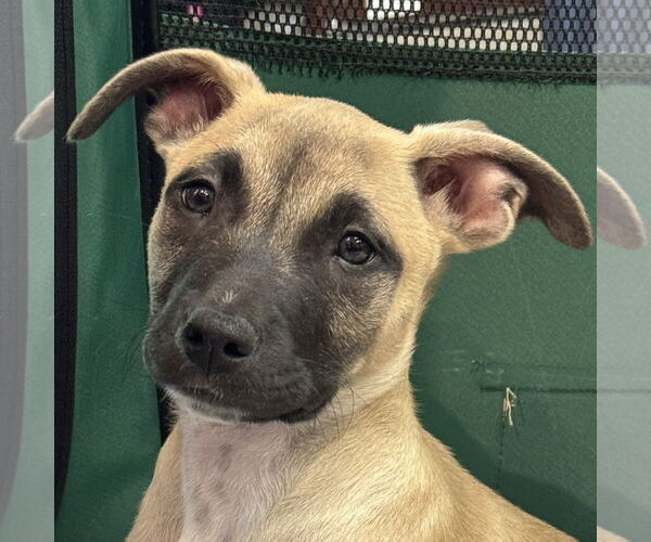 Medium Photo #3 Mutt Puppy For Sale in Pleasanton, CA, USA