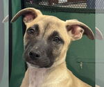 Small #2 Mutt