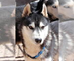 Small #3 Siberian Husky