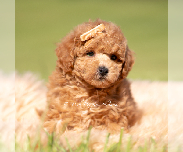 Medium Photo #85 Maltipoo (Miniature) Puppy For Sale in WARSAW, IN, USA