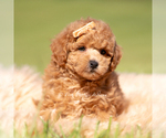 Small Photo #85 Maltipoo (Miniature) Puppy For Sale in WARSAW, IN, USA