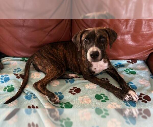 Medium Photo #3 American Staffordshire Terrier-Unknown Mix Puppy For Sale in San Antonio, TX, USA
