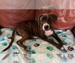 Small #2 American Staffordshire Terrier Mix