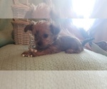 Small Photo #59 Shorkie Tzu Puppy For Sale in NEVADA, TX, USA