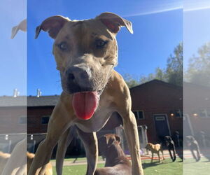 Tip - Female American Bulldog-Unknown Mix Dog for Adoption - Photo #8