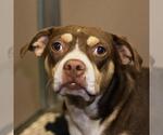 Small Bulldog Mix