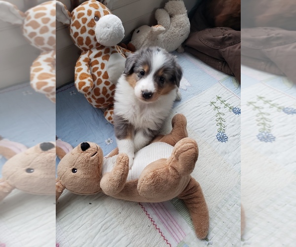 Medium Photo #1 Collie Puppy For Sale in PARIS, MI, USA