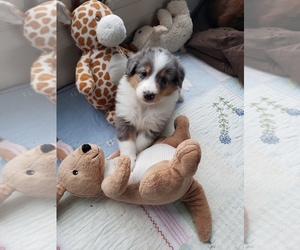 Collie Puppy for Sale in PARIS, Michigan USA