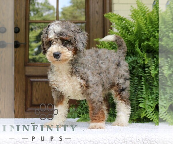 Medium Photo #3 Bernedoodle (Miniature) Puppy For Sale in NARVON, PA, USA