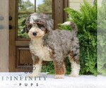 Small #2 Bernedoodle (Miniature)