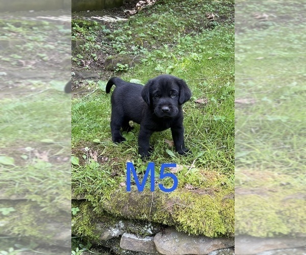 Medium Photo #12 Labrador Retriever Puppy For Sale in INEZ, KY, USA