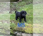 Small #11 Labrador Retriever