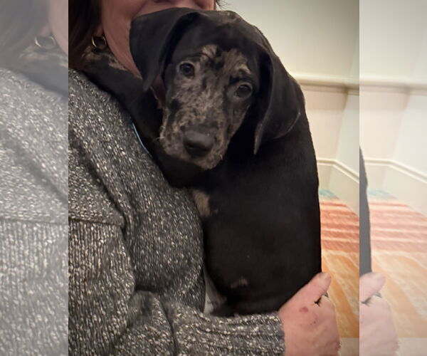 Medium Photo #6 Catahoula Leopard Dog-Unknown Mix Puppy For Sale in Sanford, FL, USA