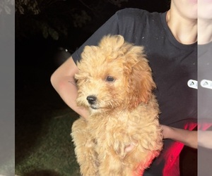 Goldendoodle Puppy for Sale in DAVENPORT, Florida USA