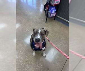 Mutt Dogs for adoption in Rowlett, TX, USA