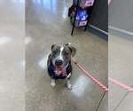 Calypso - Female Mutt Dog for Adoption - Small photo