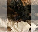Small Photo #1 Doberman Pinscher Puppy For Sale in TUSCALOOSA, AL, USA