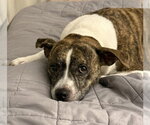 Small #1 American Pit Bull Terrier