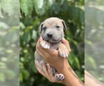 Small #5 American Pit Bull Terrier-Labrador Retriever Mix