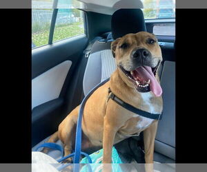 Candy - Female Catahoula Leopard Dog-Unknown Mix Dog for Adoption - Photo #4
