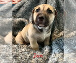 Small Photo #3 Labbe Puppy For Sale in Anchorage, AK, USA