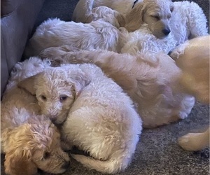 Goldendoodle Litter for sale in WEATHERFORD, TX, USA