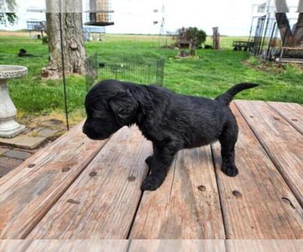 Medium Photo #5 Goldendoodle Puppy For Sale in LEON, KS, USA