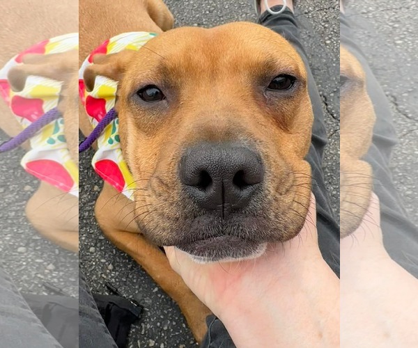 Medium Photo #1 American Pit Bull Terrier-Unknown Mix Puppy For Sale in Germantown, OH, USA