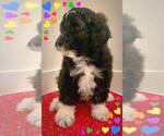 Small Photo #1 Aussie-Poo-Aussiedoodle Mix Puppy For Sale in SANGER, TX, USA