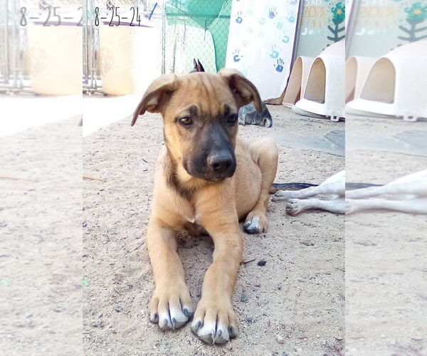 Medium Photo #5 Mutt Puppy For Sale in Apple Valley, CA, USA