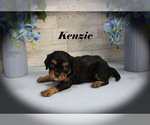 Small #2 Cavalier King Charles Spaniel