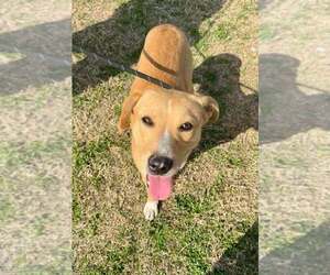 Mutt Dogs for adoption in Abbeville, LA, USA