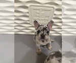 Small #6 French Bulldog