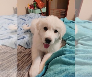 Great Pyrenees Puppy for sale in HESPERIA, CA, USA