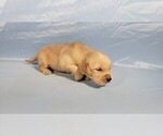 Small #3 Golden Retriever