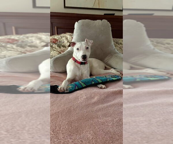 Medium Photo #8 Bulldog-Labrador Retriever Mix Puppy For Sale in Tarrytown, GA, USA