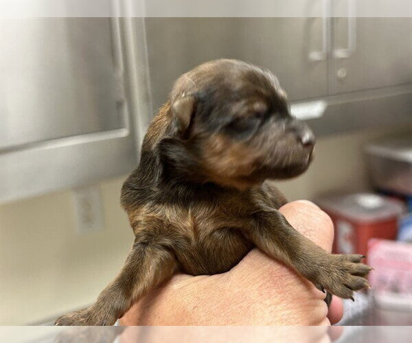 Medium Photo #1 Poodle (Miniature)-Unknown Mix Puppy For Sale in Martinez, CA, USA