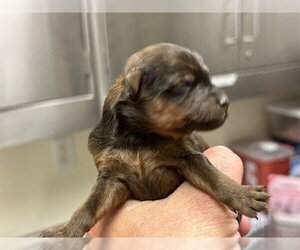 Poodle (Miniature)-Unknown Mix Dogs for adoption in Martinez, CA, USA